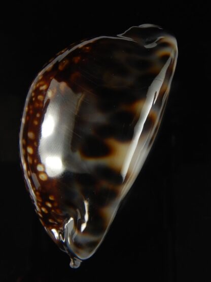 Mauritia maculifera maculifera .. Dark .. 66.64 mm Gem-64175