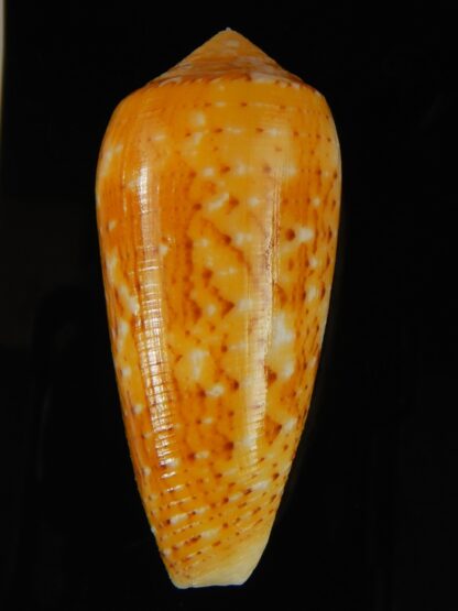 Pionoconus floccatus magdalenae 60.46 mm Gem-64069