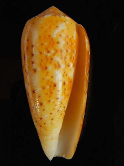 Pionoconus floccatus magdalenae 60.46 mm Gem-64072