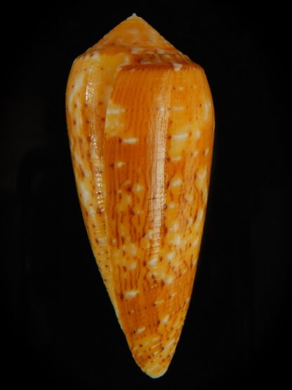 Pionoconus floccatus magdalenae 60.46 mm Gem-64071