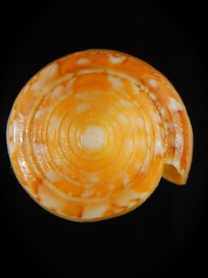 Pionoconus floccatus magdalenae 60.46 mm Gem-64073