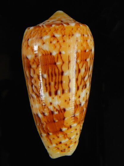 Pionoconus floccatus magdalenae 54.88 mm Gem-64039