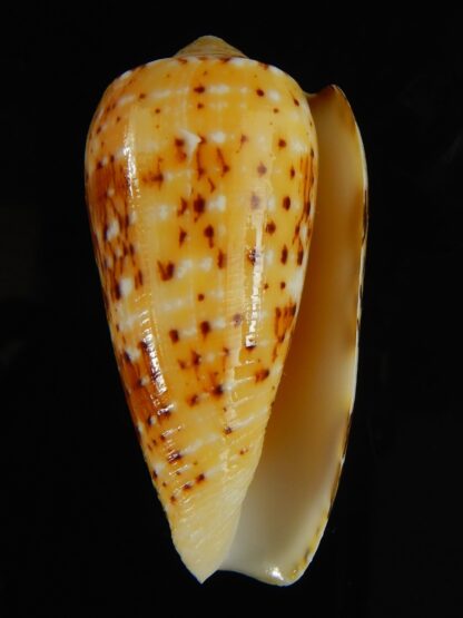 Pionoconus floccatus magdalenae 54.88 mm Gem-64040