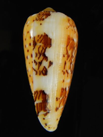 Pionoconus floccatus magdalenae 54.88 mm Gem-64043
