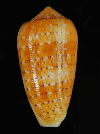 Pionoconus floccatus magdalenae 55.01 mm Gem-64049