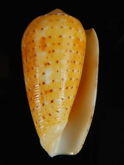 Pionoconus floccatus magdalenae 55.01 mm Gem-64052