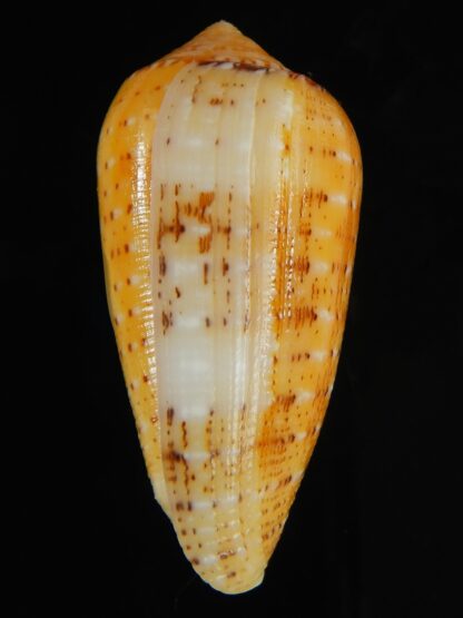 Pionoconus floccatus magdalenae 55.01 mm Gem-64053