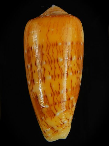 Pionoconus floccatus magdalenae 56.08 mm Gem-64059