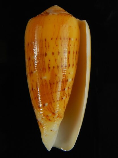 Pionoconus floccatus magdalenae 56.08 mm Gem-64060