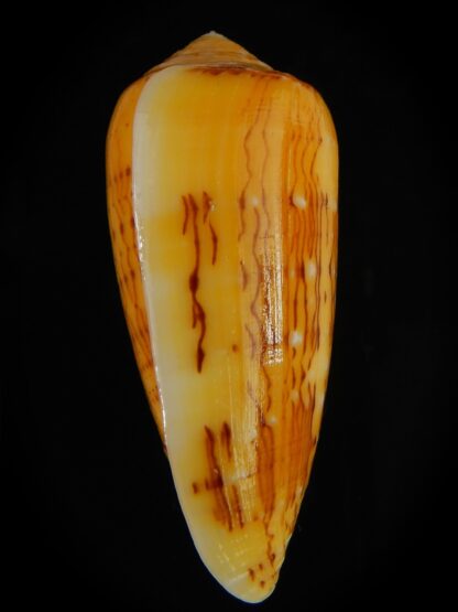 Pionoconus floccatus magdalenae 56.08 mm Gem-64062