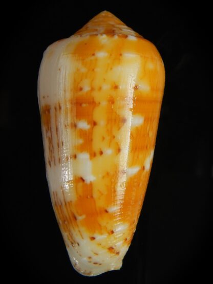 Pionoconus floccatus magdalenae 62.30 mm Gem-64079
