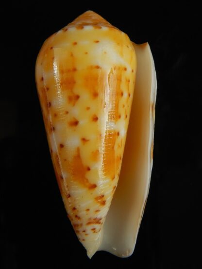 Pionoconus floccatus magdalenae 62.30 mm Gem-64080