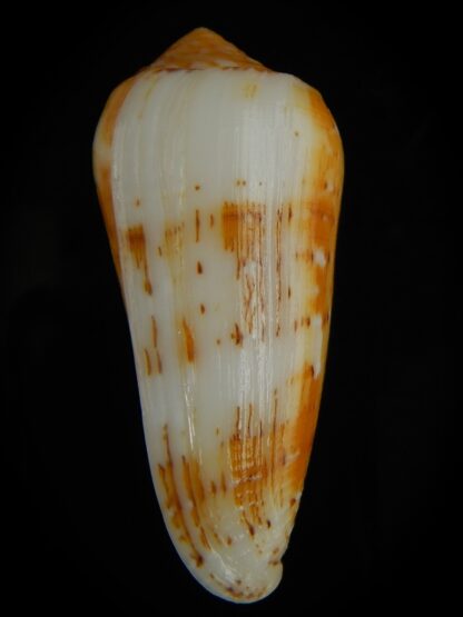 Pionoconus floccatus magdalenae 62.30 mm Gem-64082