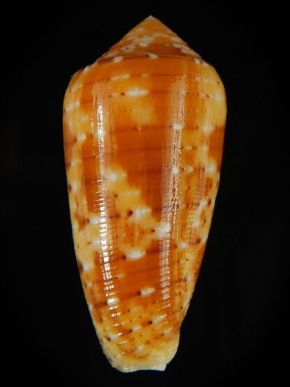 Pionoconus floccatus magdalenae 56.39 mm Gem-64029
