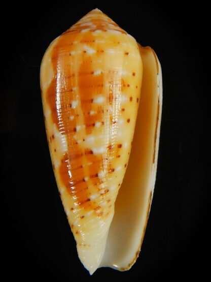 Pionoconus floccatus magdalenae 56.39 mm Gem-64031