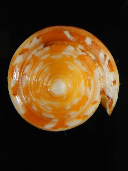 Pionoconus floccatus magdalenae 56.39 mm Gem-64032