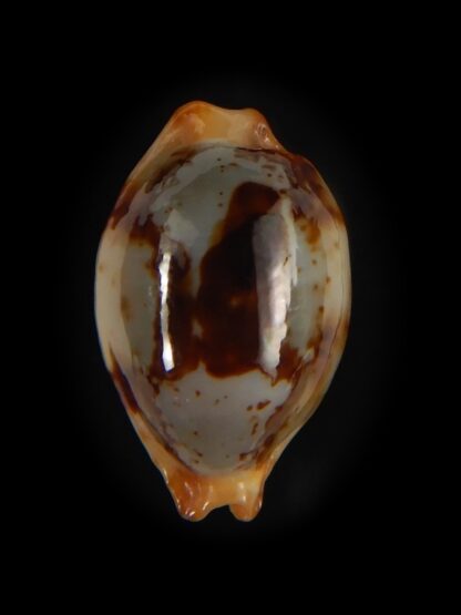 Bistolida stolida stolida .. DWARF 18.71 mm Gem -64525