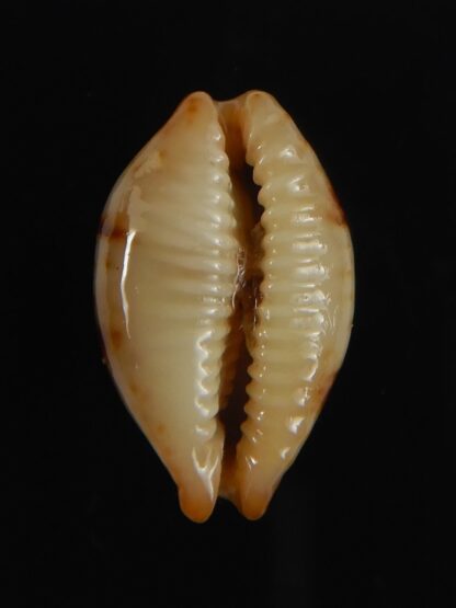 Bistolida stolida stolida .. DWARF 18.71 mm Gem -64524