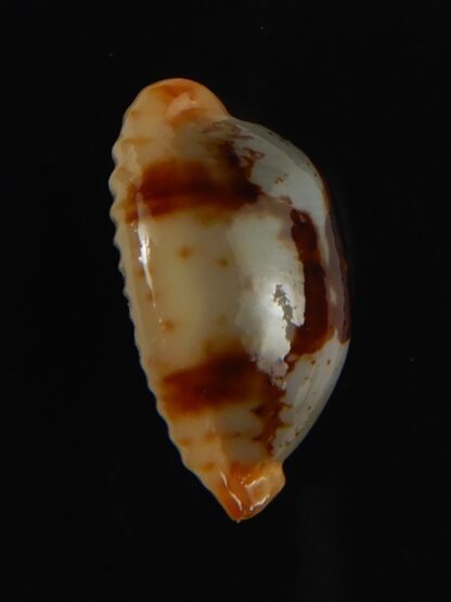 Bistolida stolida stolida .. DWARF 18.71 mm Gem -64523