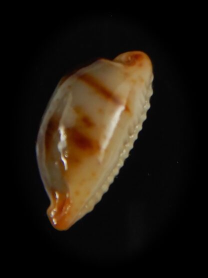 Bistolida stolida stolida .. DWARF 18.71 mm Gem -64526