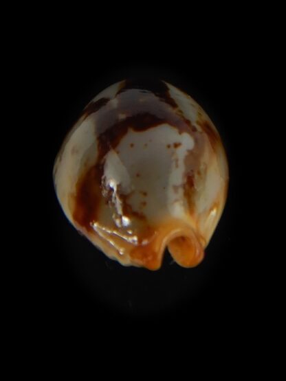 Bistolida stolida stolida .. DWARF 18.71 mm Gem -64522