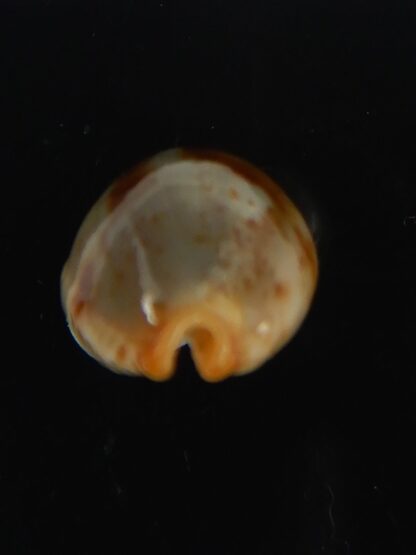 Bistolida stolida stolida .. DWARF 18.70 mm Gem-64512