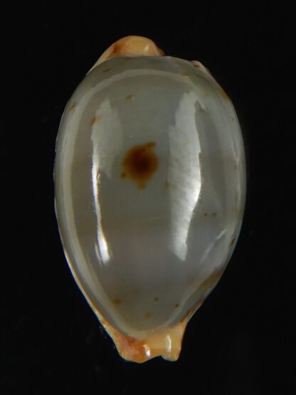 Bistolida stolida aureliae SP..no pattern ... 20.97 mm Gem-64455