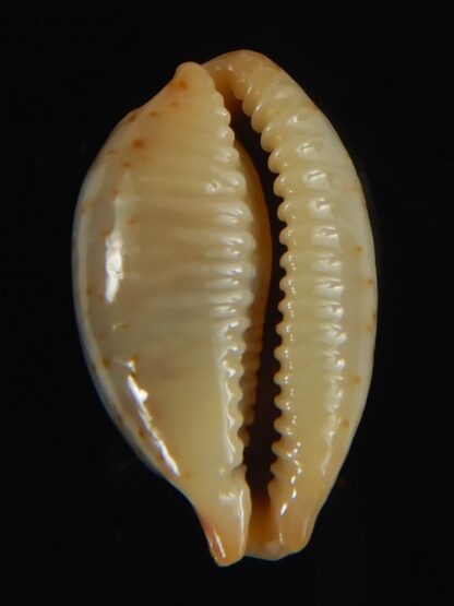 Bistolida stolida aureliae SP..no pattern ... 20.97 mm Gem-64452