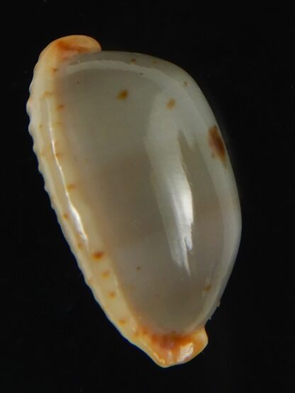 Bistolida stolida aureliae SP..no pattern ... 20.97 mm Gem-64456