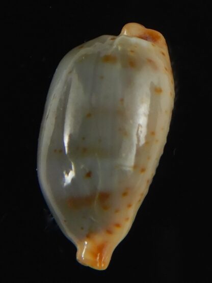 Bistolida stolida aureliae SP..no pattern ... 20.97 mm Gem-64454