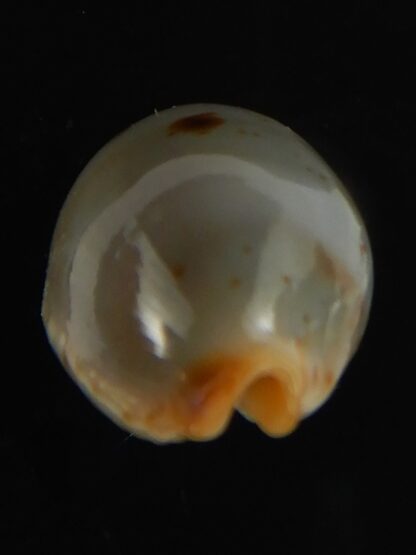 Bistolida stolida aureliae SP..no pattern ... 20.97 mm Gem-64453