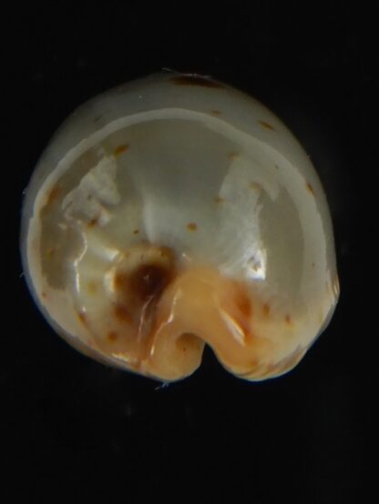 Bistolida stolida aureliae SP..no pattern ... 20.97 mm Gem-64451
