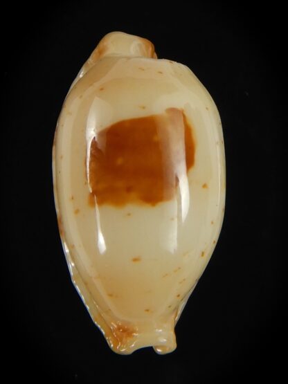Bistolida stolida aureliae . GOLDISH COLOUR ... 25.01 mm Gem-64427
