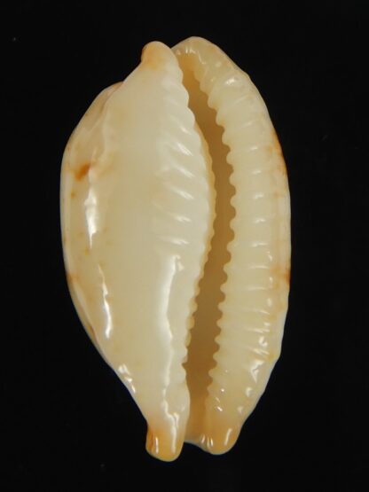 Bistolida stolida aureliae . GOLDISH COLOUR ... 25.01 mm Gem-64425