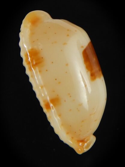 Bistolida stolida aureliae . GOLDISH COLOUR ... 25.01 mm Gem-64428