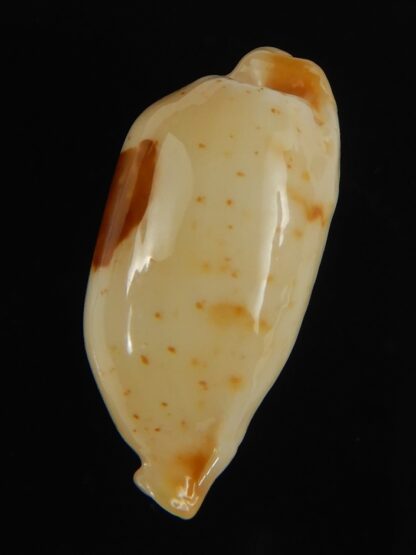 Bistolida stolida aureliae . GOLDISH COLOUR ... 25.01 mm Gem-64426