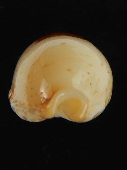 Bistolida stolida aureliae . GOLDISH COLOUR ... 25.01 mm Gem-64424