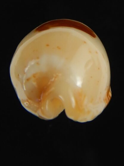 Bistolida stolida aureliae . GOLDISH COLOUR ... 25.01 mm Gem-64423