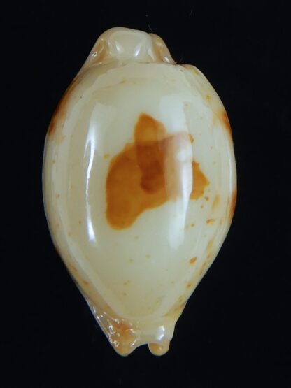 Bistolida stolida aureliae . WHITISH COLOUR ... 21.62 mm Gem-64440