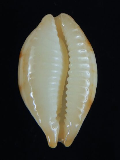 Bistolida stolida aureliae . WHITISH COLOUR ... 21.62 mm Gem-64441