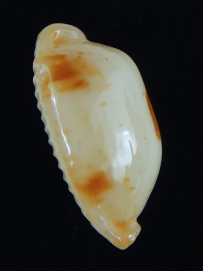 Bistolida stolida aureliae . WHITISH COLOUR ... 21.62 mm Gem-64442
