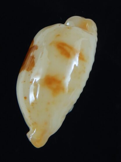 Bistolida stolida aureliae . WHITISH COLOUR ... 21.62 mm Gem-64438