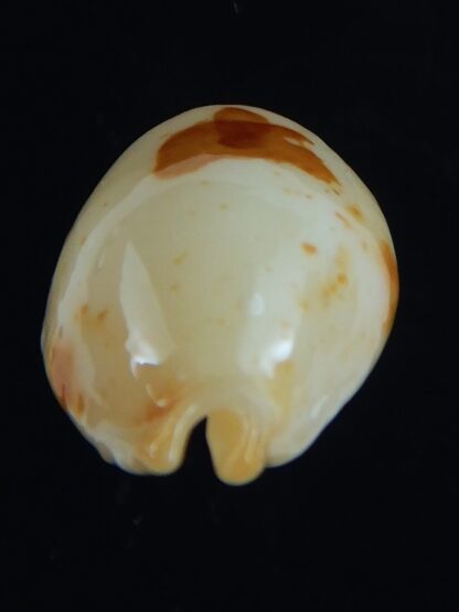 Bistolida stolida aureliae . WHITISH COLOUR ... 21.62 mm Gem-64439