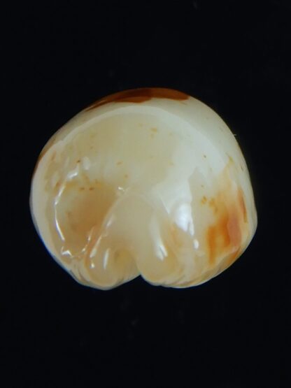 Bistolida stolida aureliae . WHITISH COLOUR ... 21.62 mm Gem-64437