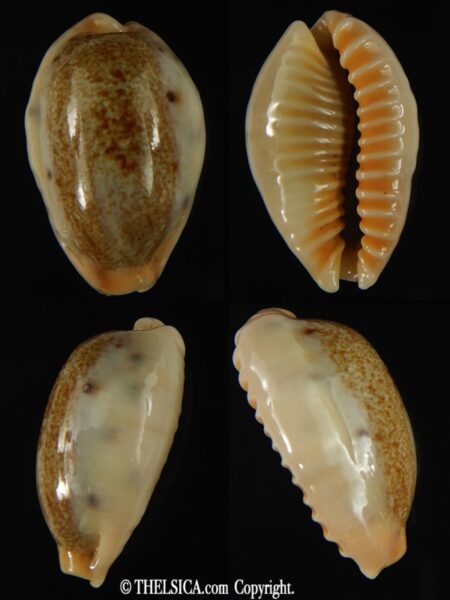 Erronea caurica chrismeyeri 33.10 mm Gem-0