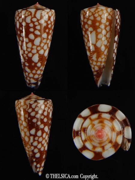Eugeniconus nobilis gisellelieae 36.65 mm Gem-0
