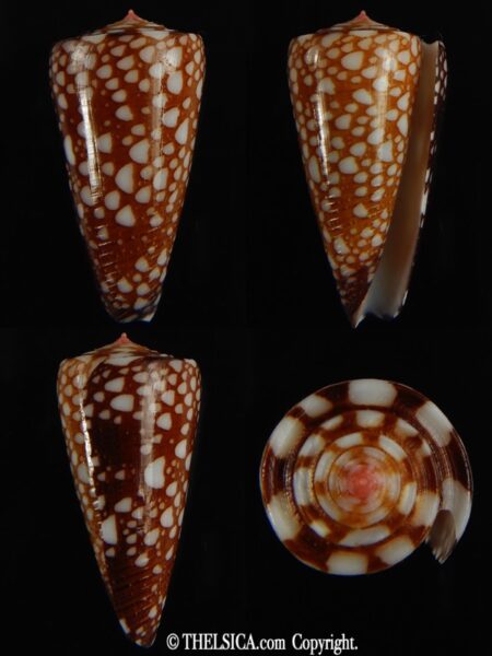 Eugeniconus nobilis gisellelieae 36.88 mm Gem -0
