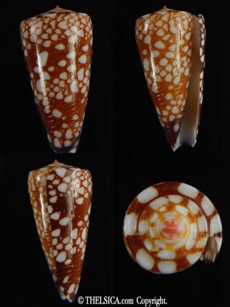 Eugeniconus nobilis gisellelieae 38.71 mm Gem-0
