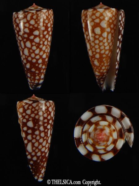 Eugeniconus nobilis gisellelieae .. 38.94 mm Gem-0