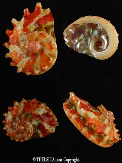 Haliotis (Marinauris) brazieri 29.12 mm Gem-0